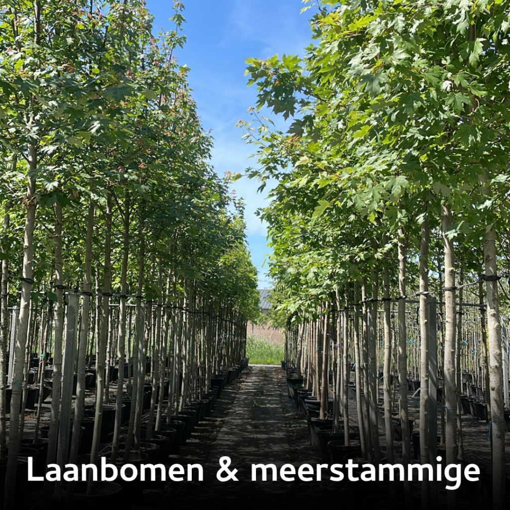 Prosman Planten I Categorieën