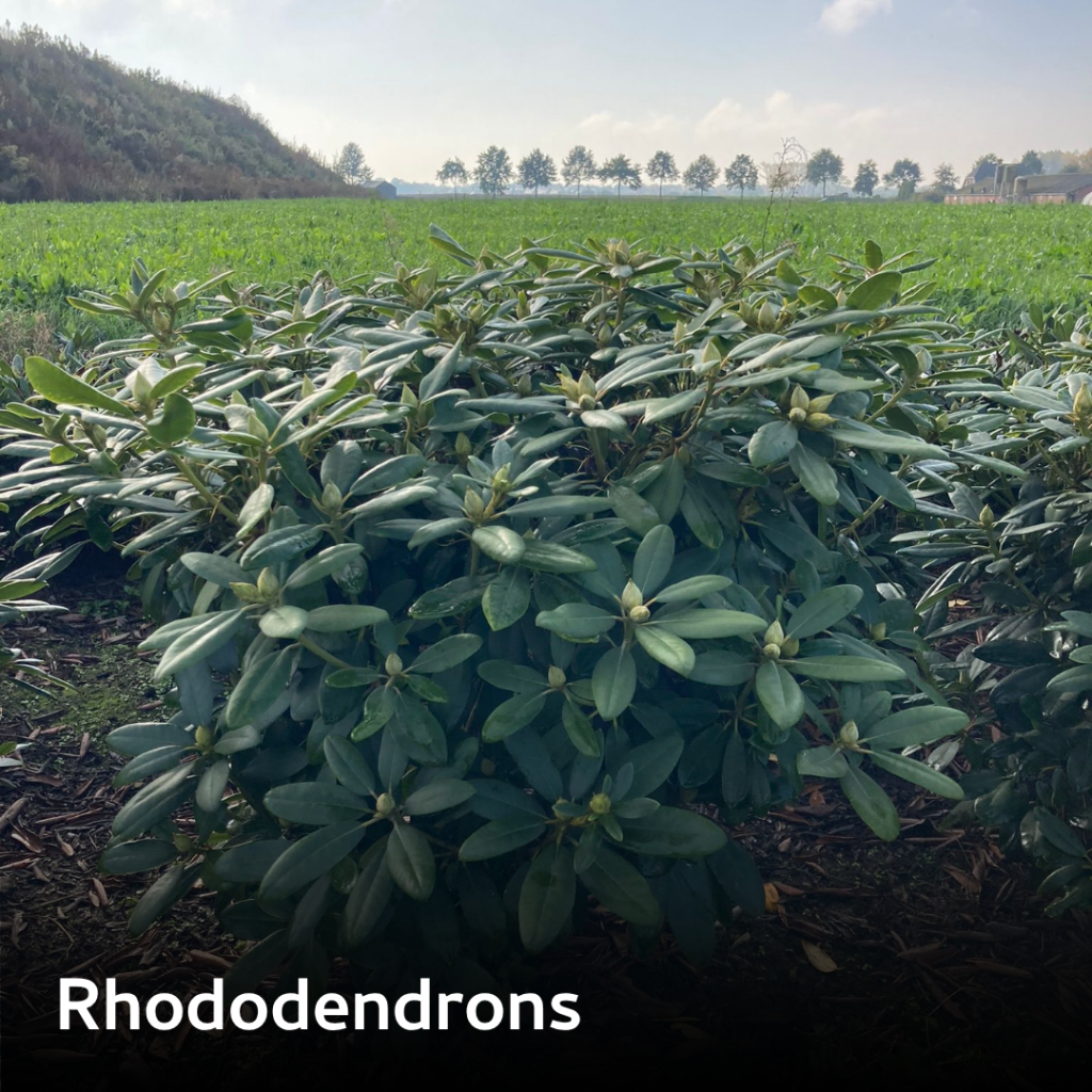 Prosman Planten I Categorieën (2)