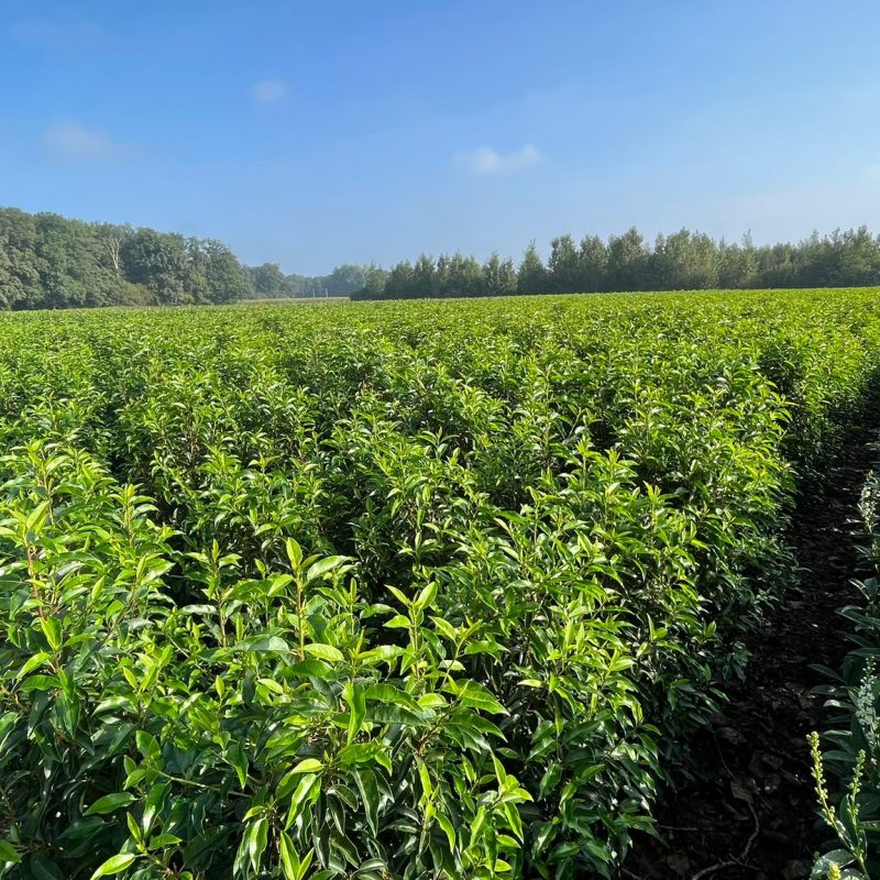 Haagplanten